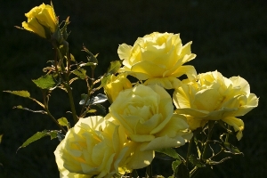 Yellow Roses at the Duluth Rose Garden - Duluth MN