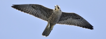Rare Peregrine Falcon- Hawk Ridge Duluth, MN